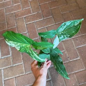 4” Rare Variegated Albo Syngonium